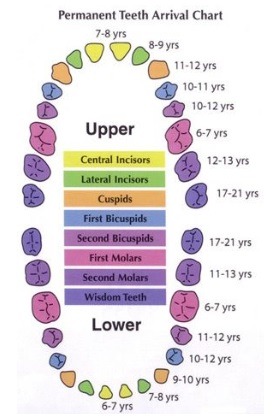 What To Know About Your Teeth - Koowerup Dental Surgery